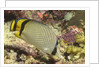 Vagabond Butterfly fish by Anonymous
