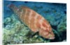 Tomato Grouper by Anonymous