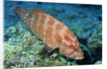 Tomato Grouper by Anonymous