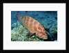 Tomato Grouper by Anonymous