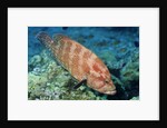 Tomato Grouper by Anonymous