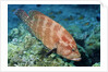 Tomato Grouper by Anonymous