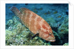 Tomato Grouper by Anonymous