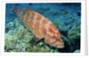 Tomato Grouper by Anonymous