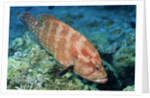 Tomato Grouper by Anonymous