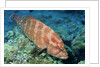 Tomato Grouper by Anonymous