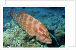 Tomato Grouper by Anonymous
