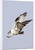 Osprey with extended talons by Anonymous