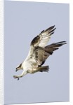 Osprey with extended talons by Anonymous