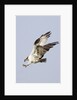 Osprey with extended talons by Anonymous
