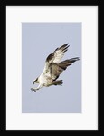 Osprey with extended talons by Anonymous