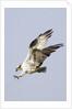 Osprey with extended talons by Anonymous