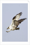 Osprey with extended talons by Anonymous