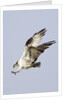 Osprey with extended talons by Anonymous