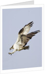 Osprey with extended talons by Anonymous