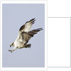 Osprey with extended talons by Anonymous