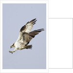 Osprey with extended talons by Anonymous