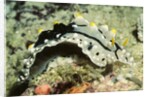 Elegant Phyllidia by Anonymous