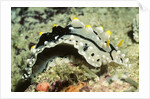 Elegant Phyllidia by Anonymous