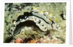 Elegant Phyllidia by Anonymous