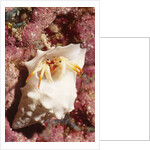 Small White Hermit Crab by Anonymous