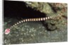 Ringed Pipefish by Anonymous