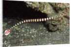 Ringed Pipefish by Anonymous