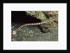 Ringed Pipefish by Anonymous