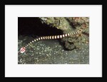 Ringed Pipefish by Anonymous