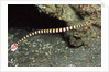 Ringed Pipefish by Anonymous