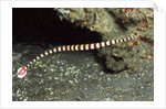 Ringed Pipefish by Anonymous
