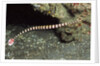 Ringed Pipefish by Anonymous