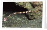 Ringed Pipefish by Anonymous