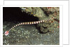 Ringed Pipefish by Anonymous