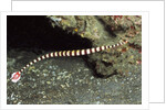 Ringed Pipefish by Anonymous