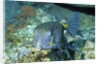 Yellow Boxfish by Anonymous