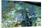 Yellow Boxfish by Anonymous