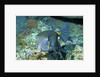 Yellow Boxfish by Anonymous