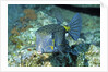 Yellow Boxfish by Anonymous