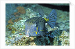 Yellow Boxfish by Anonymous