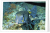 Yellow Boxfish by Anonymous