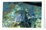 Yellow Boxfish by Anonymous