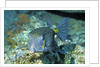 Yellow Boxfish by Anonymous