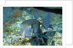 Yellow Boxfish by Anonymous