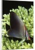 Triangular Butterfly fish by Anonymous