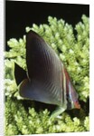 Triangular Butterfly fish by Anonymous