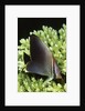 Triangular Butterfly fish by Anonymous