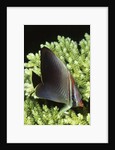 Triangular Butterfly fish by Anonymous