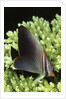 Triangular Butterfly fish by Anonymous