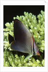 Triangular Butterfly fish by Anonymous